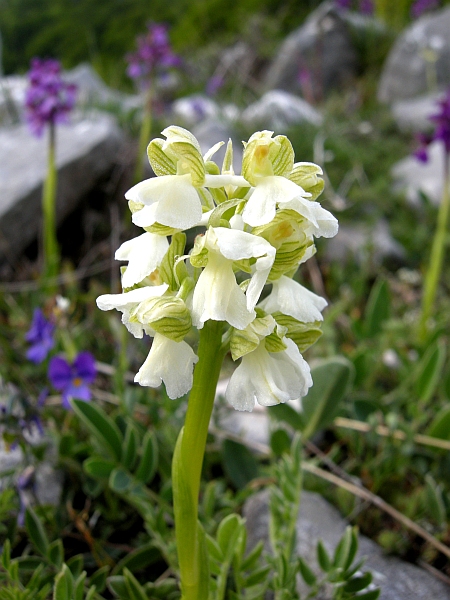 orchis morio albina